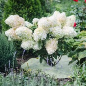 Двухцветный приствольный круг - Thumb 2