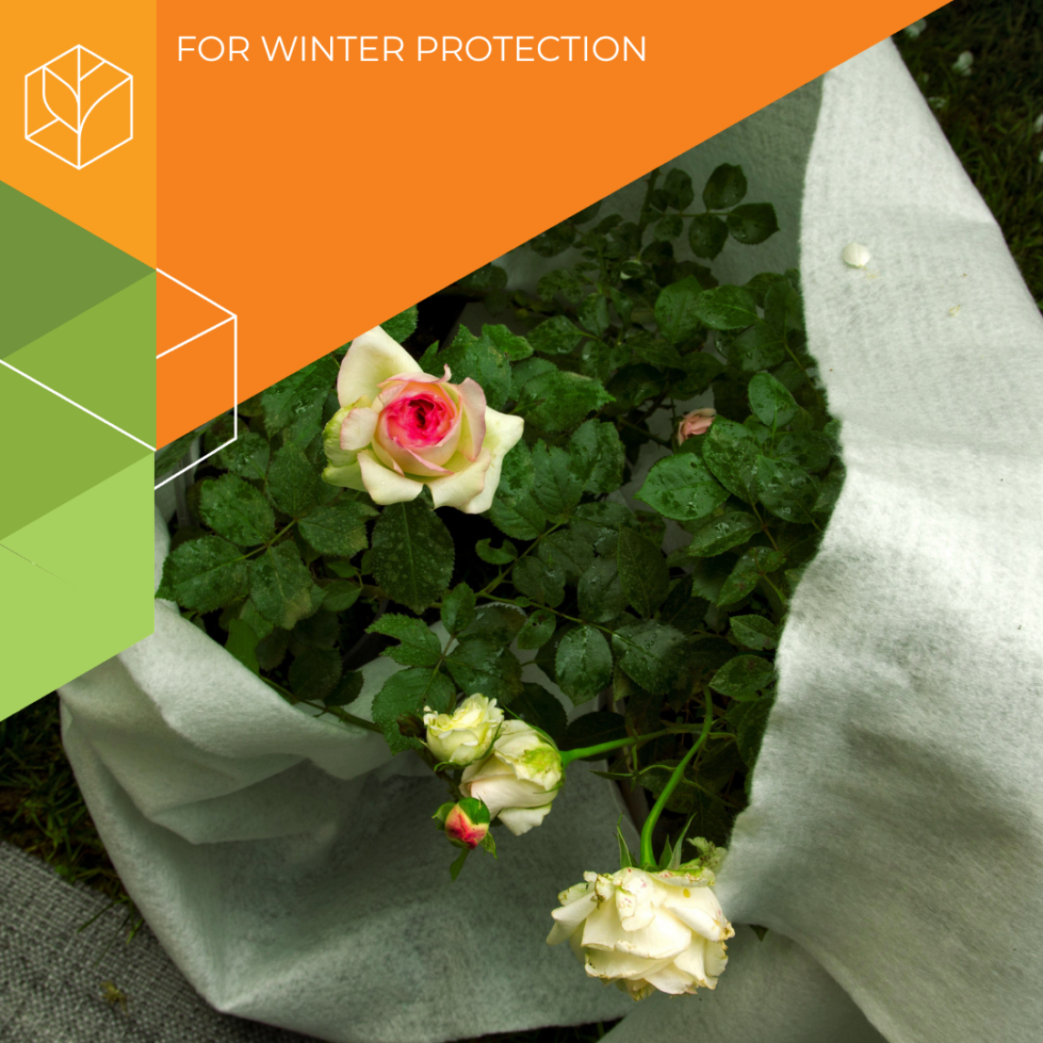 Winter Cover for Roses and Flowering Shrubs (Dense Material) - Image 1