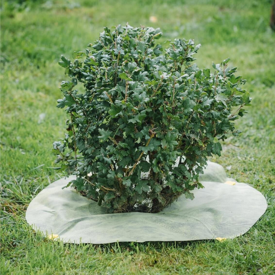 Двухцветный приствольный круг - Image 6