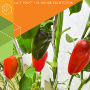 Set for peppers - Thumb 1