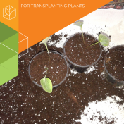 Container for Transplanting Plants - Thumb 1