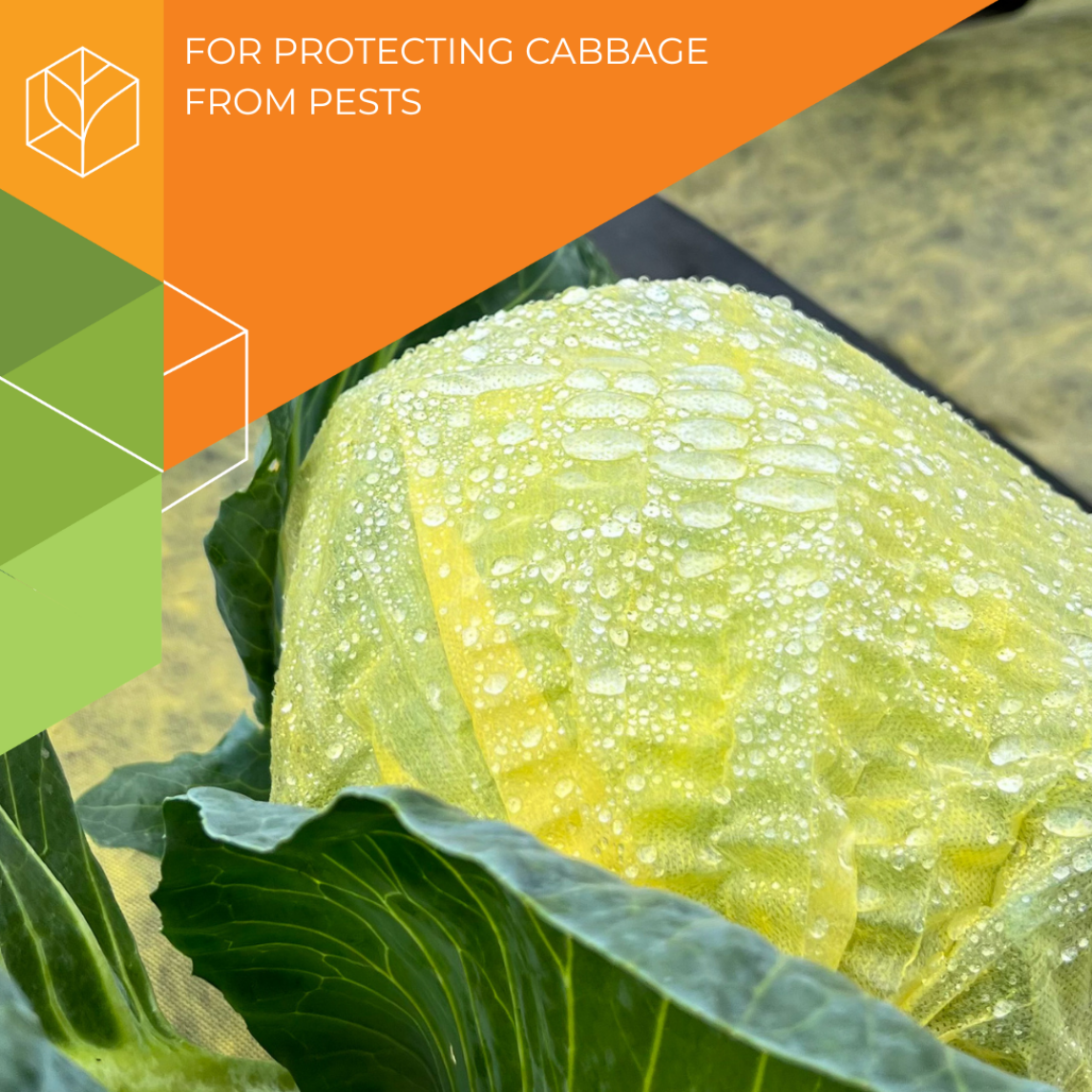 Cabbage cap - Image 1