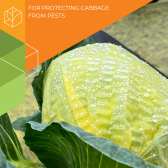 Cabbage cap - Thumb 1