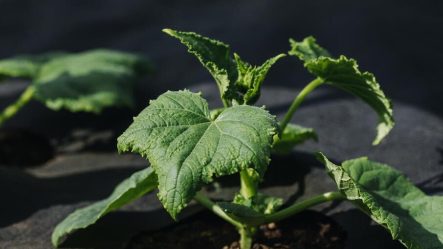 NON-WOVEN MATERIALS – THEIR USE AT THE BEGINNING OF THE SEASON